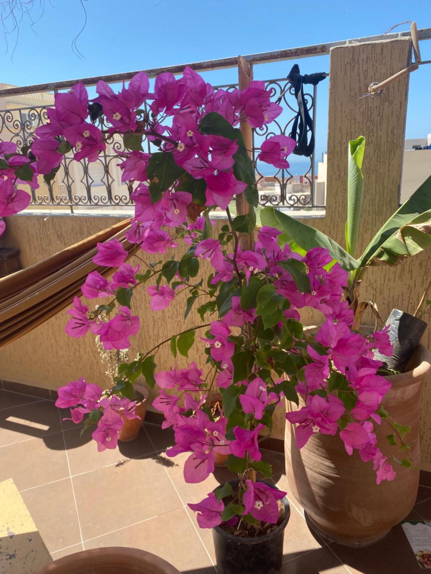 Fleur De Cactus, Guesthouse, Tamraght Esterno foto